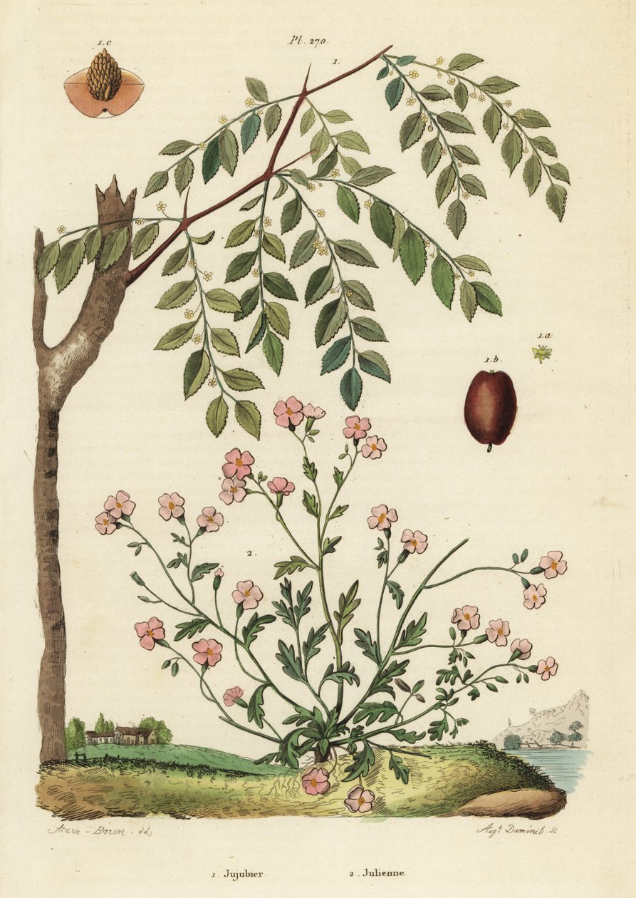 Jujube ou data chinesa, Ziziphus jujuba 1, e estoque da Virgínia, Malcolmia maritima 2 de Unbekannt