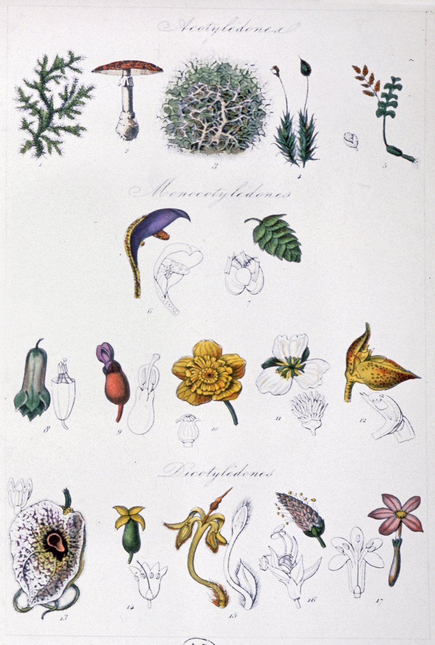 O método de Jussieu, c.1850 (gravura) de Unbekannter Künstler