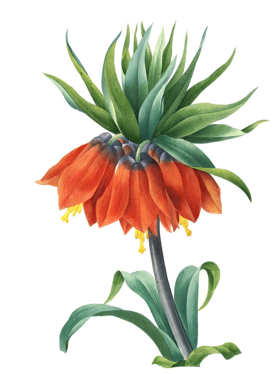 Coroa do Kaiser (Fritillaria imperialis) de Unbekannter Künstler