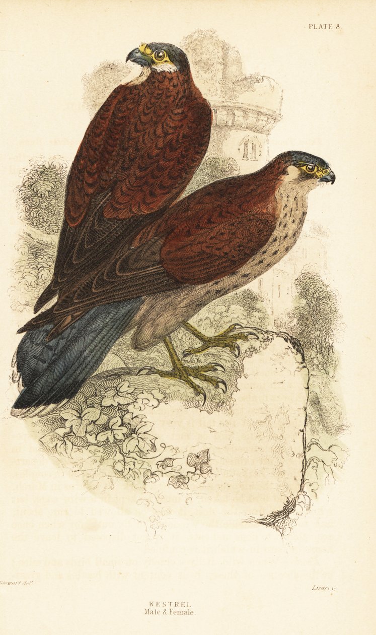Peneireiro, masculino e feminino, Falco tinnunculus, em frente de uma ruína1889 (gravura) de Unbekannter Künstler
