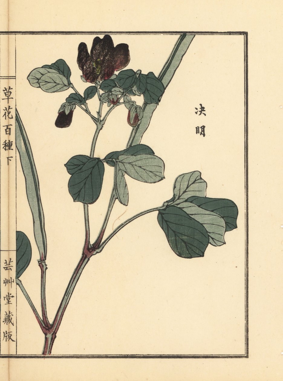 Ketsumei, senna chinesa ou foice, Senna obtusifolia. Gravura em madeira colorida à mão de Kono Bairei de Kusa Bana Hyakushu (Cem Variedades de Flores), Tóquio, Yamada de Unbekannter Künstler