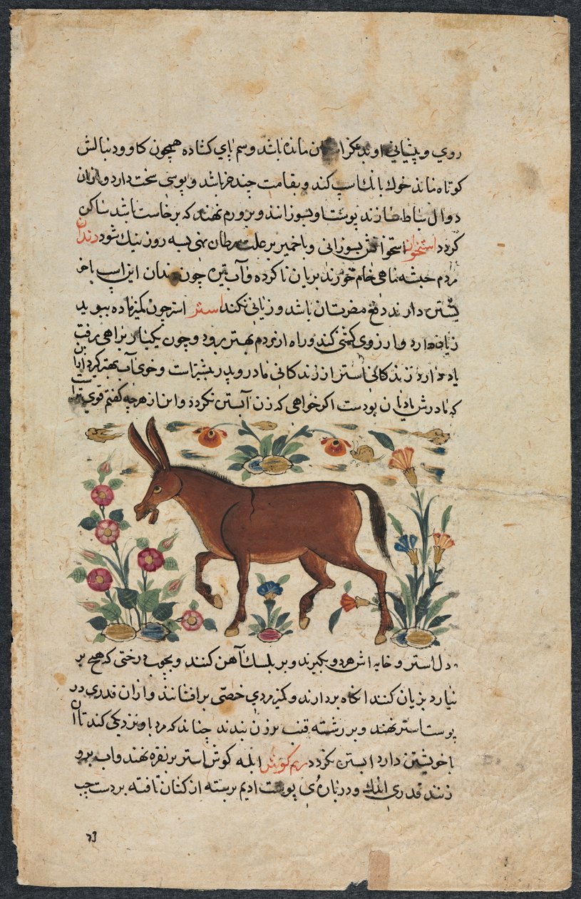 Khar (Ass), de um Nuzhat-nama-yi ala&39;i (Excelente Livro de Conselho) de Shahmardan ibn Abi al-khayrr de Unbekannt