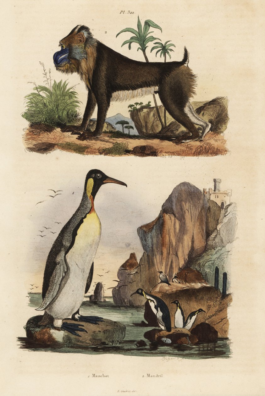 Pinguim rei, Aptenodytes patagonicus 1, e mandril, Mandrillus sphinx, vulnerável, 2 de Unbekannt