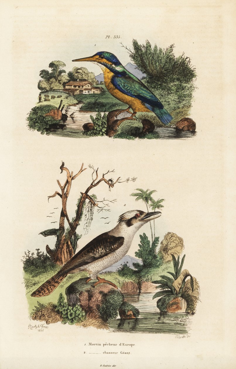 Kingfisher, Alcedo atthis, e Kookaburra risonho, Dacelo novaeguineae de Unbekannt