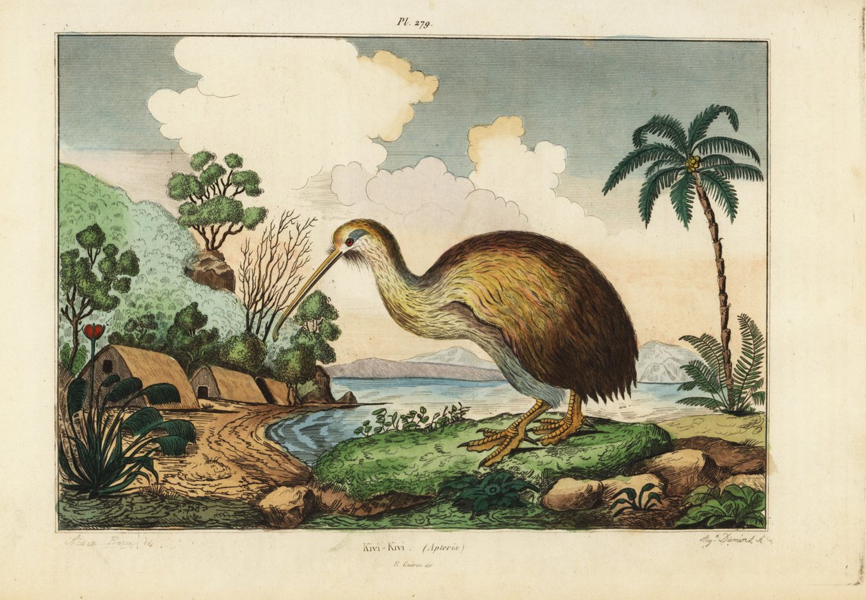Pássaro Kiwi, Apteryx australis de Unbekannt
