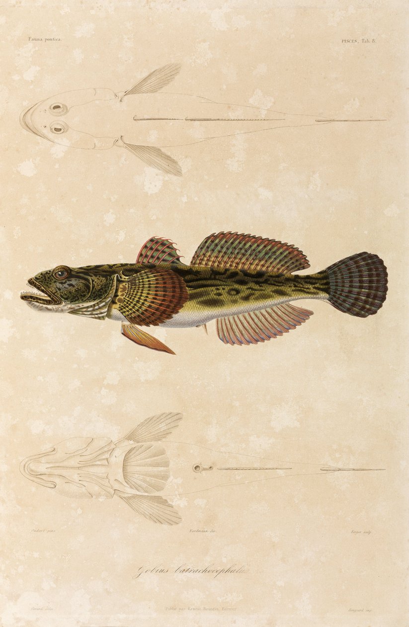 Knout goby, Mar Negro de Unbekannt