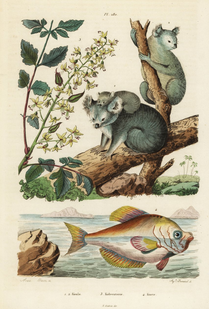 Koala, Phascolarctos cinereus 1,2, árvore de verniz, Koelreuteria paniculata 3, e Kurtus indicus 4. Koala, kolreuteria, kurte de Unbekannt