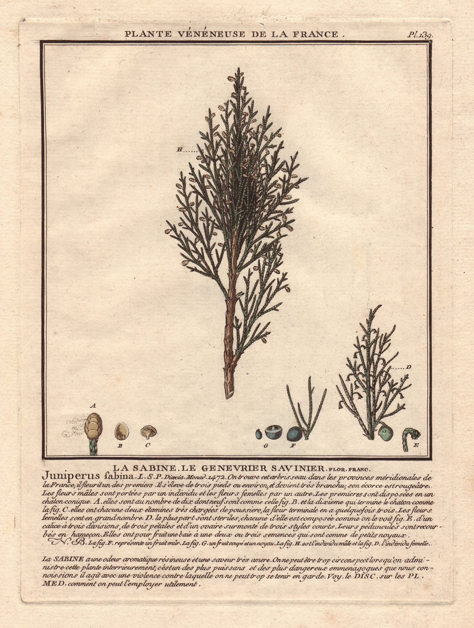 La Sabine, o Savinier Juniperus fabina. Planta venenosa, descrição de um ramo masculino (centro) e feminino (esquerda), com pormenores de frutos em diferentes estádios de maturação. Eau forte en couleurs Século XVIII, em Herbier de la France (1780-1793), d de Unbekannter Künstler