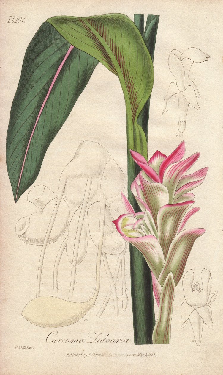 La Zedoaire (Curcuma zedoaria) - Água forte de William Clarke para ilustrar "Medical Botanical, Description of the Medicinal Plants of London, Edinburgh and Dublin" de John Stephenson e James Morss Churchill, publicado em Londres por John Churchill em de Unbekannter Künstler
