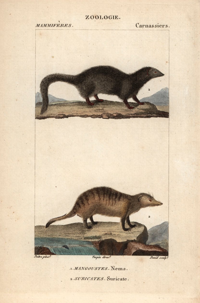 La mangouste et le suricate - Eau forte de Jean Gabriel Pretre (1780-1845), gravado por Carnonkel, para o dicionário de ciências naturais: mamíferos de Frederic Cuvier, editado por Pierre Jean Francois Turpin (1775-1840), publicado por F.G.Levrault, Paris de Unbekannter Künstler