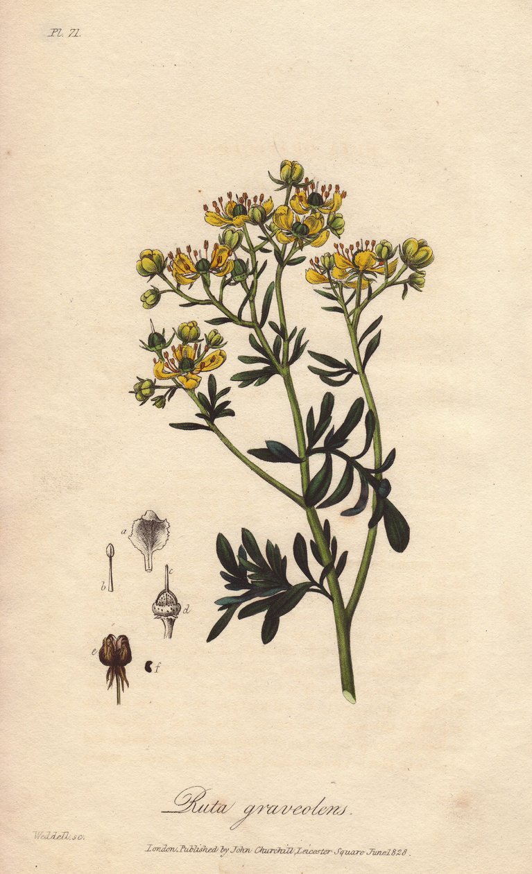 La rue des jardin ou rue fetide (Ruta graveolens) - Água forte de William Clarke para ilustrar "Botanique medicale, description des plantes medicinales de London, Edinburgh et Dublin" de John Stephenson e James Morss Churchill, publicado em Londres por de Unbekannter Künstler