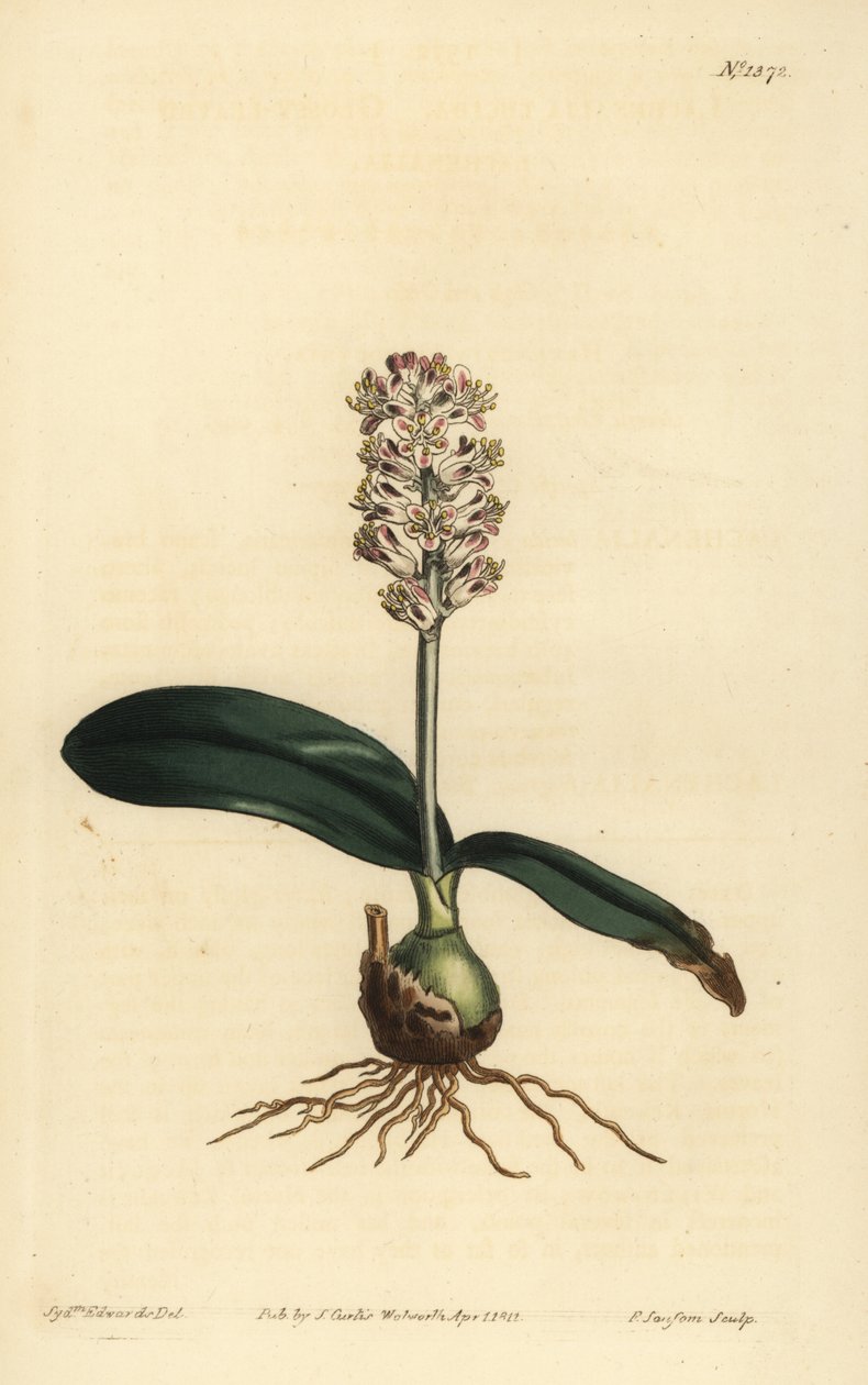 Lachenalia pallida (Lachenalia lachenalia lachenalia lachenalia lachenalia lúcida) de Unbekannt