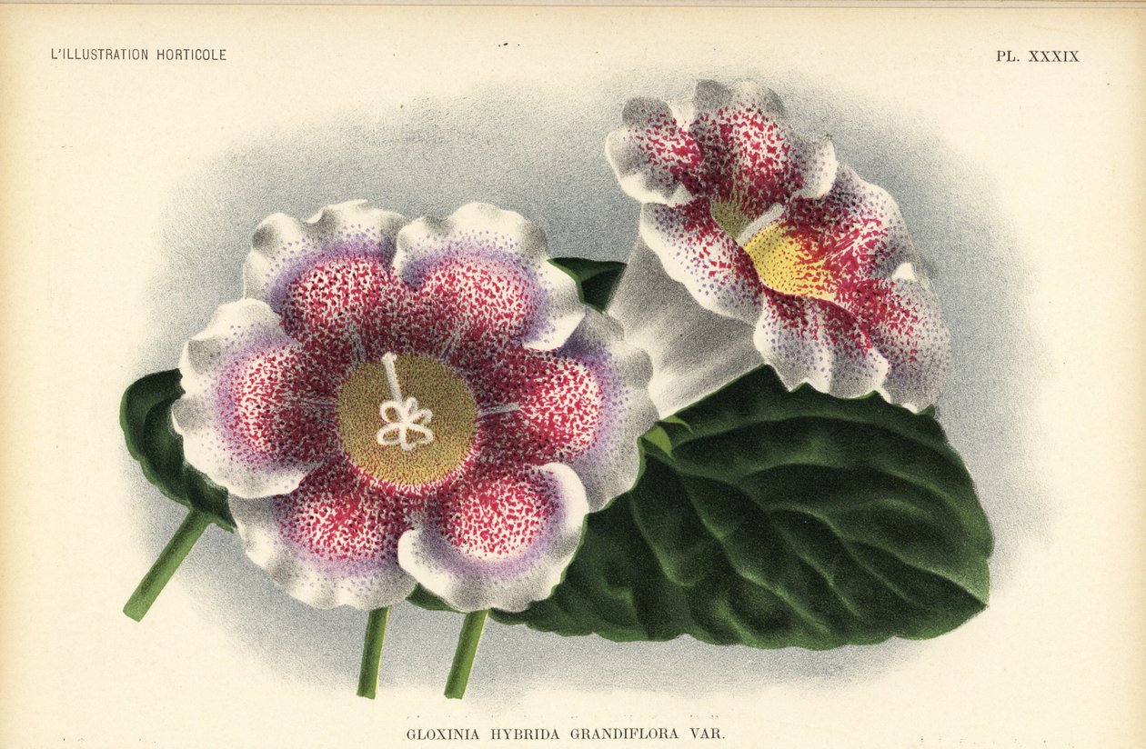 Híbrido de gloxínia de flor grande criado por Ferd. Kegeljan, Gloxinia hybrida grandiflora. Cromolitografia de Pieter de Pannemaeker a partir de uma ilustração de A. Goossens da "Illustration Horticole" de Jean Linden, Bruxelas de Unbekannter Künstler