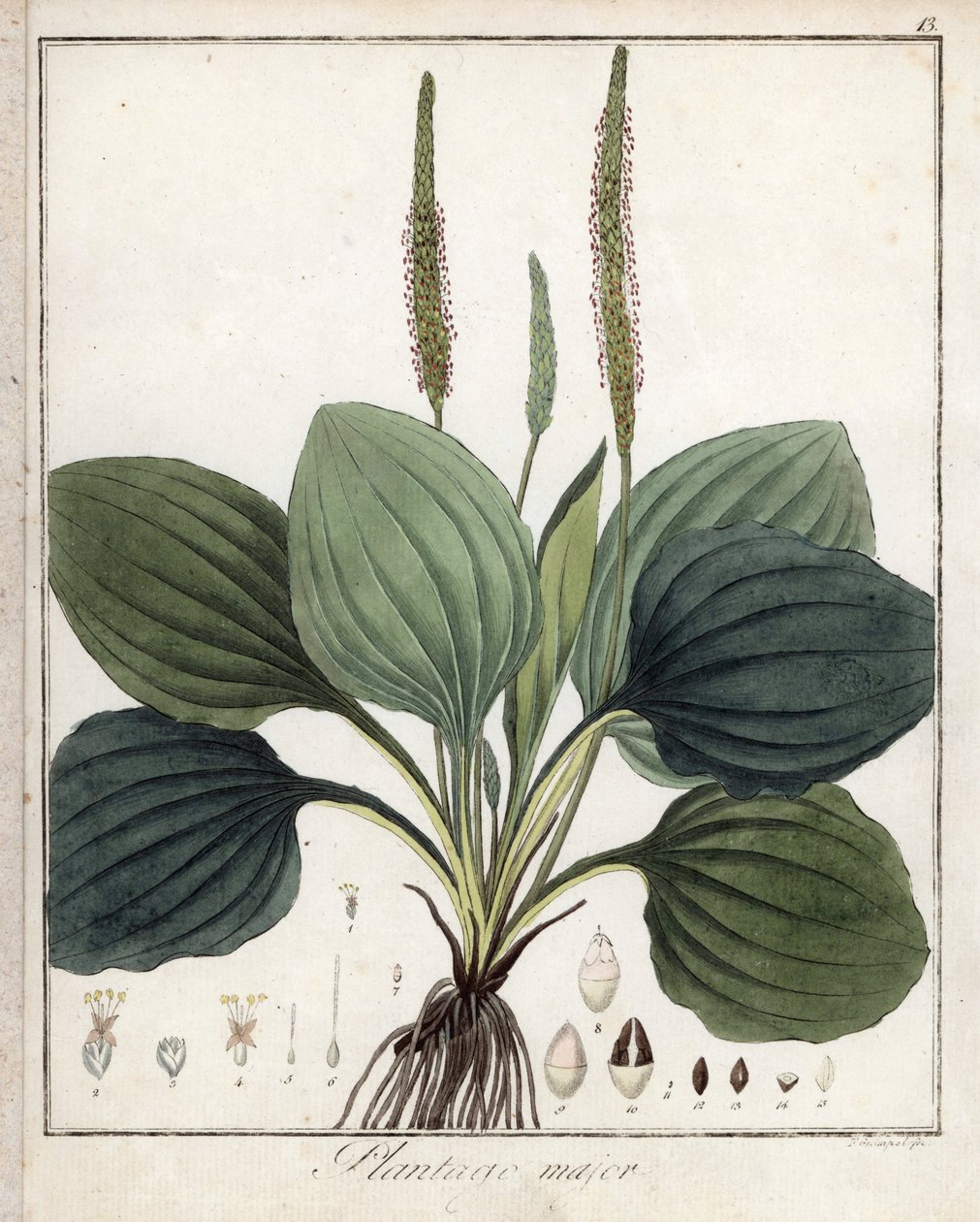 Plátano grande ou plátano maior (ou plátano das aves) - Litografia de F. Guimpel, extraída da botânica médica de Friedrich Gottlob Haynes (1763-1832), Berlim de Unbekannter Künstler