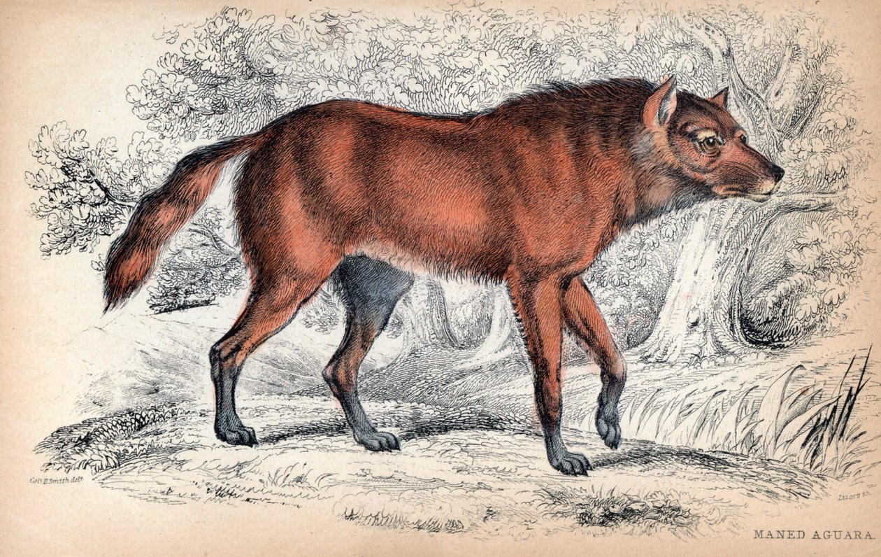 Le loup a criniere, Chrysocyon brachyurus - Litografia do coronel Charles Hamilton Smith para ilustrar a Naturalist