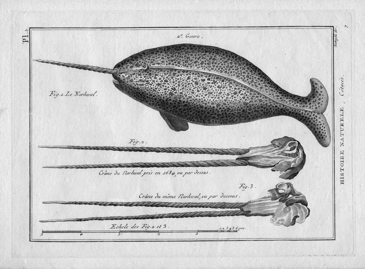 Le narvalin "Painting Encyclopedique et Methodique des trois Regnes de la Nature" de Pierre Joseph Bonnaterre (1762-1804), Paris 1784. de Unbekannter Künstler