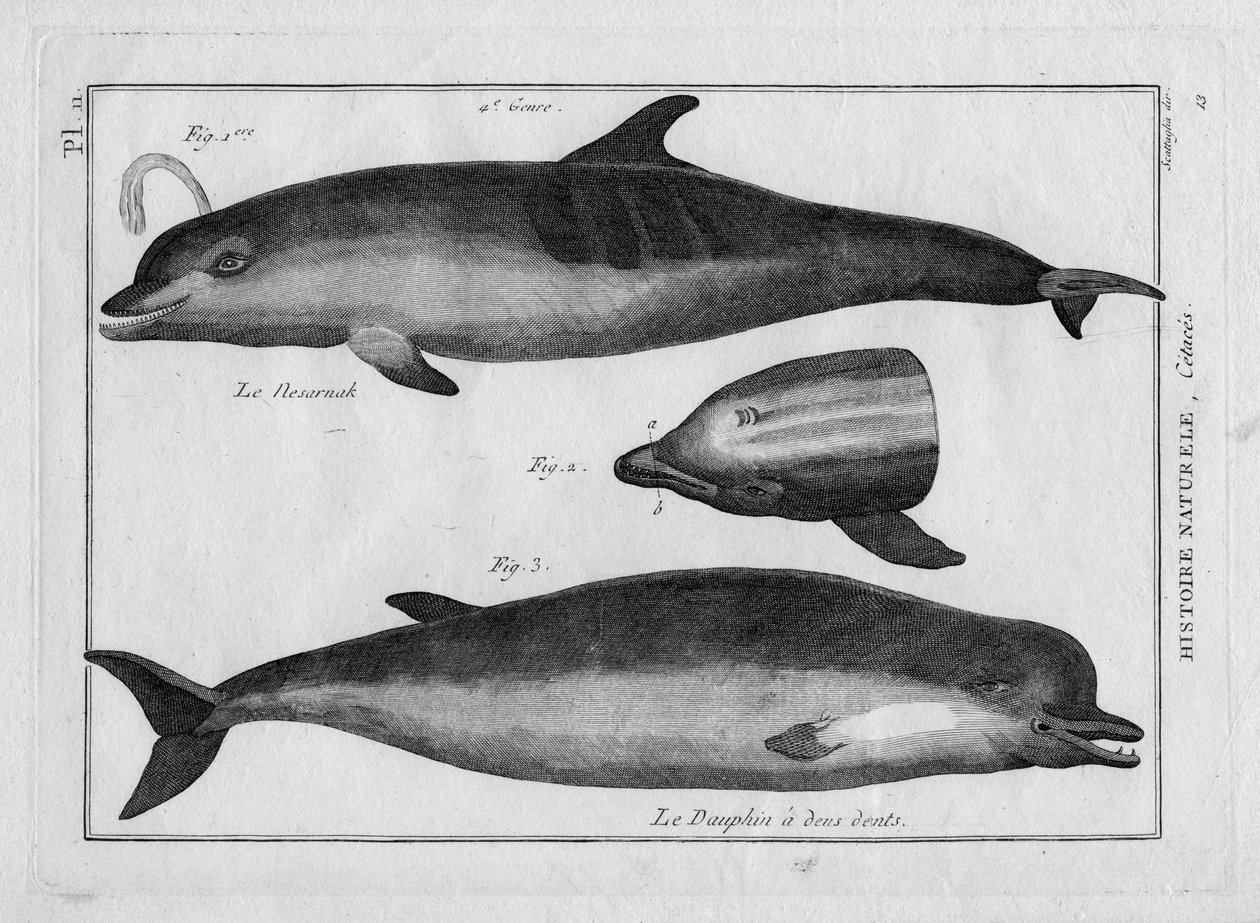 A toninha e o golfinho em "Painting Encyclopedique et Methodique des trois Regnes de la Nature" de Pierre Joseph Bonnaterre (1762-1804). Paris 1784 de Unbekannter Künstler