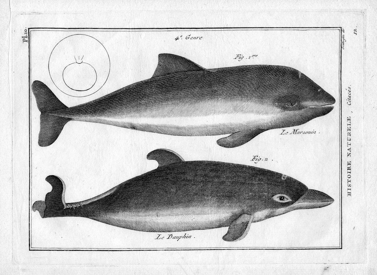 A toninha e o golfinho em "Painting Encyclopedique et Methodique des trois Regnes de la Nature" de Pierre Joseph Bonnaterre (1762-1804). Paris 1784. de Unbekannter Künstler