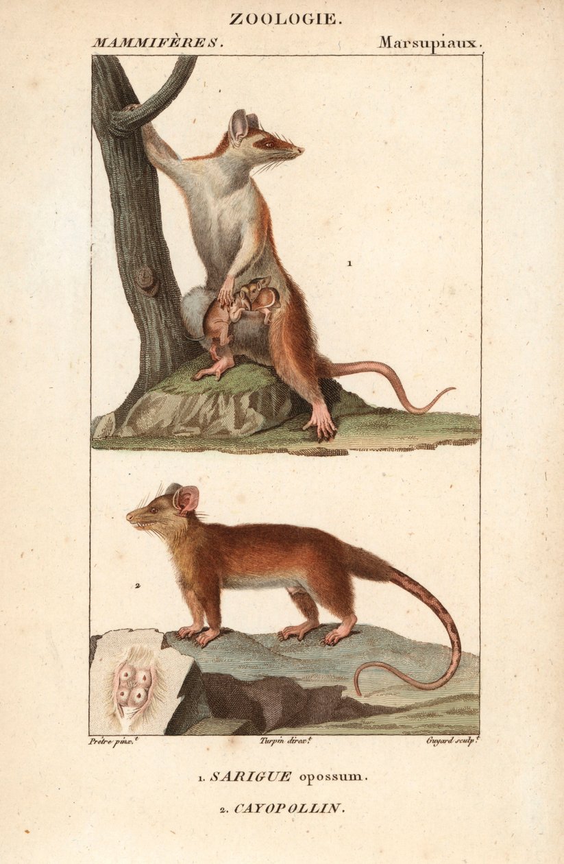 Le sarigue ou opossum et le cayopollin - Eau forte de Jean Gabriel Pretre (1780-1845), gravado por Carnonkel, para o dicionário de ciências naturais: mamíferos de Frederic Cuvier, editado por Pierre Jean Francois Turpin (1775-1840), publicado por F.G.Levra de Unbekannter Künstler