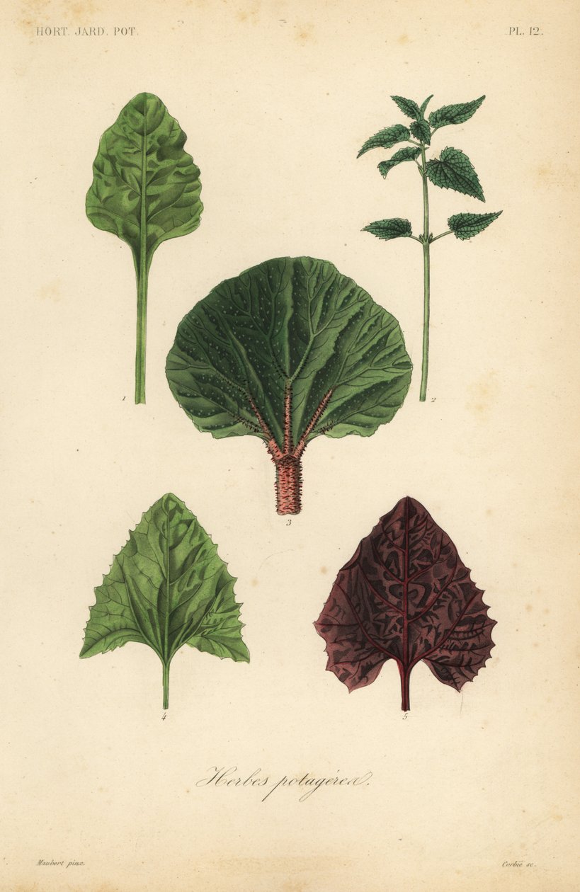 Legumes de folha, Herbes potageres de Unbekannt