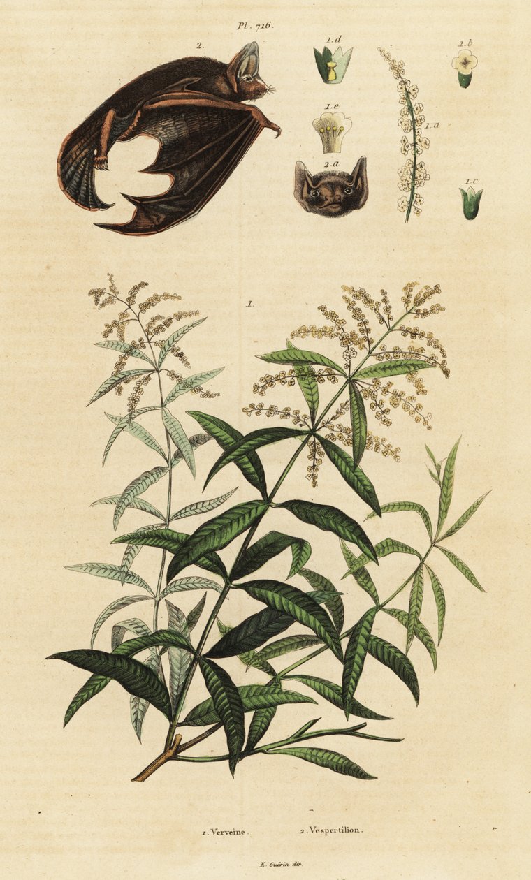 Verbena de limão e morcego de cor de divisória. de Unbekannter Künstler