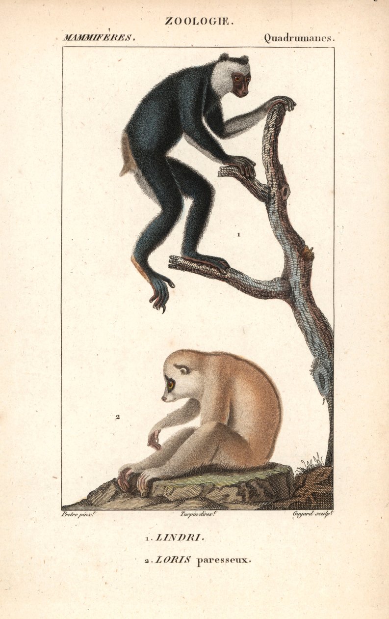Lemurien indri indri et loris lazy - Litografia, ilustração de Jean Gabriel Pretre (1780-1885) editada por Pierre Jean Francois Turpin (1775-1840), extraída do "dicionário de ciências naturais" de Frederic Cuvier, Paris, França de Unbekannter Künstler
