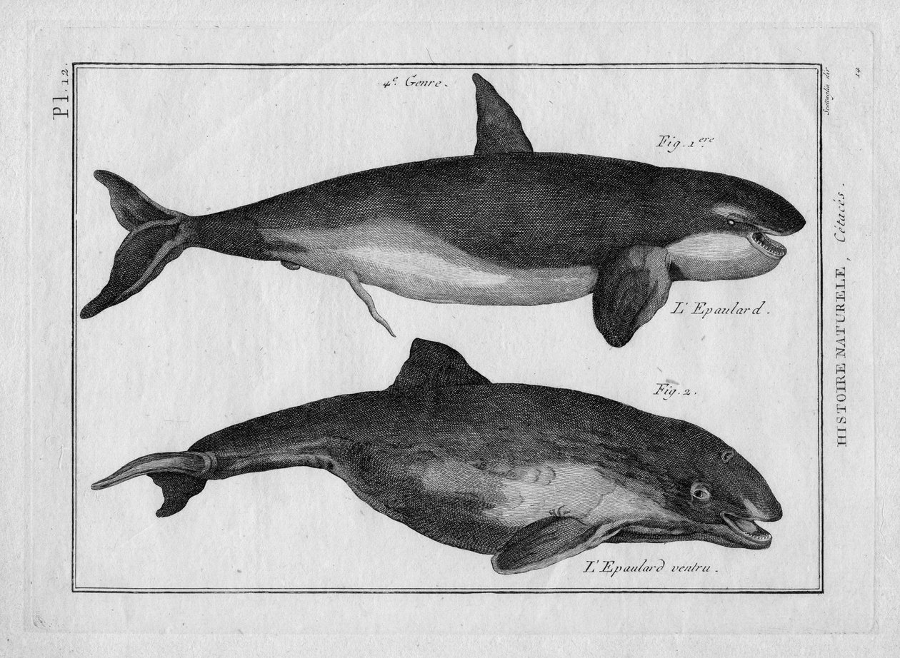 A orca e a baleia assassina no "Tableau Encyclopedique et Methodique des trois Regnes de la Nature" de Pierre Joseph Bonnaterre (1762-1804), Paris 1784. de Unbekannter Künstler