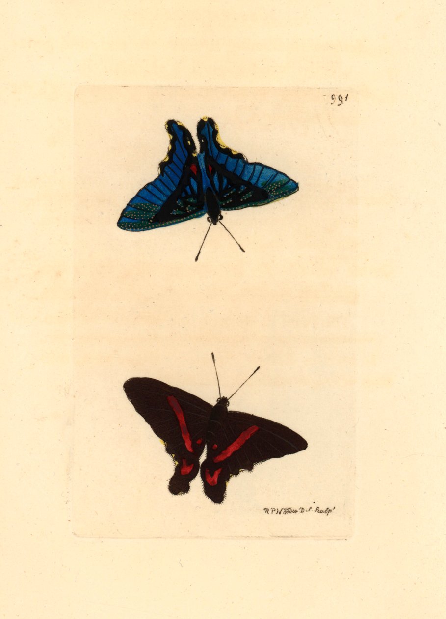 Lepidoptere, visto das asas, a parte superior tem linhas vermelhas e o reverso nos machos é azul, Ancyluris meliboeus - Litografia de Richard Polydore Nodder (1774-1823) publicada em The Naturalist Miscellany de Unbekannter Künstler