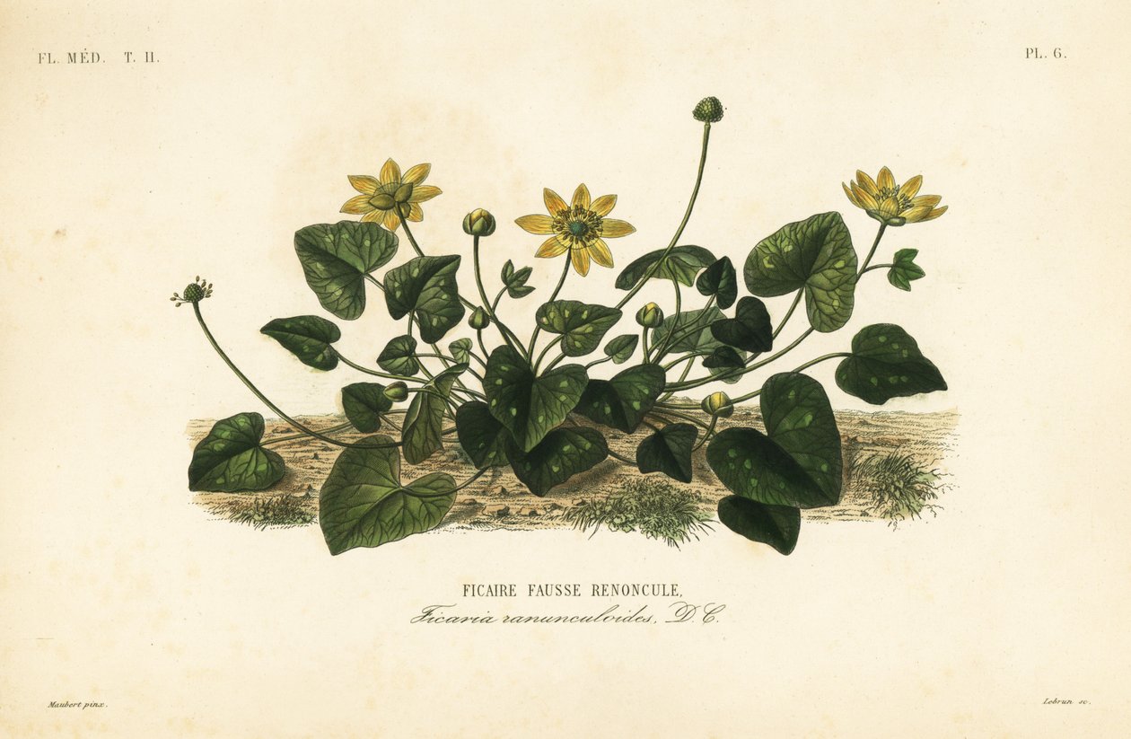 Lesser celandine or pilewort, Ficaria verna, Ficaria ranunculoides, Ficaire fauss renoncule de Unbekannt