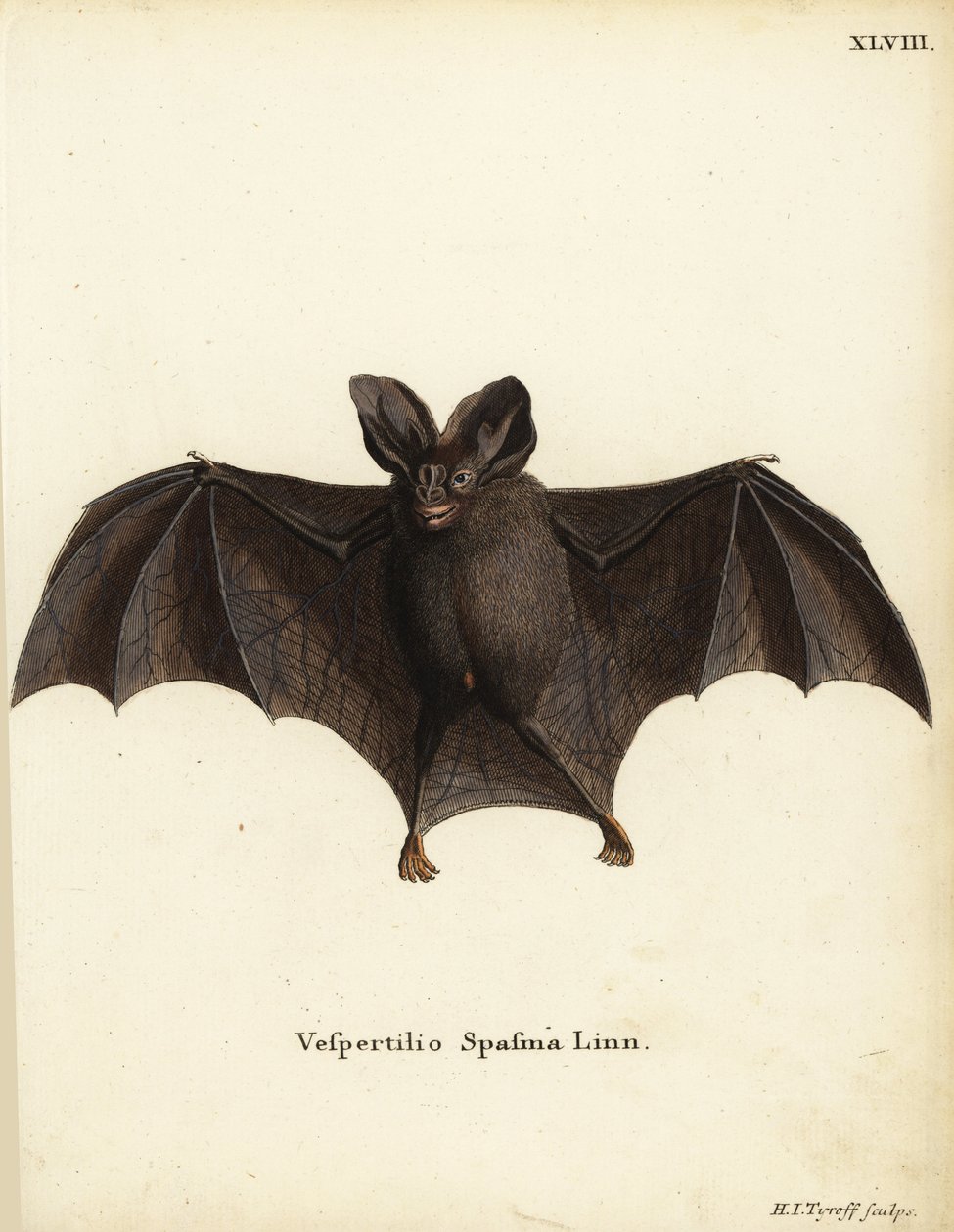 Falso morcego vampiro menor, Megaderma spasma. Vespertilio spasma Linn. Gravura em chapa de cobre colorida à mão por Hermann Jakob Tyroff da obra Animal Illustrations after Nature, ou Schreber