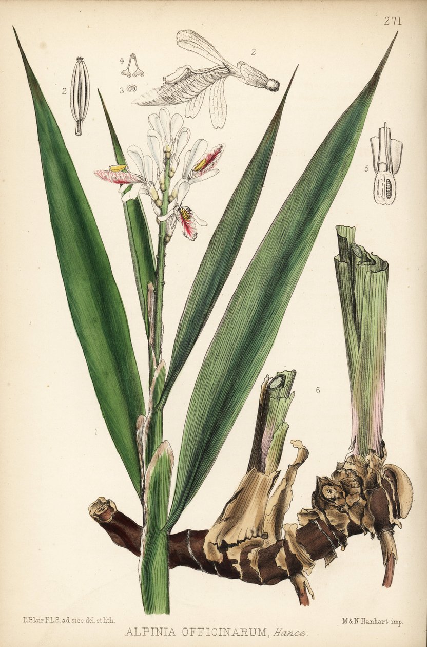 Galanga menor, Alpinia officinarum. Litografia colorida à mão por Hanhart a partir de uma ilustração botânica de David Blair da obra Medicinal Plants de Robert Bentley e Henry Trimen, Londres de Unbekannter Künstler