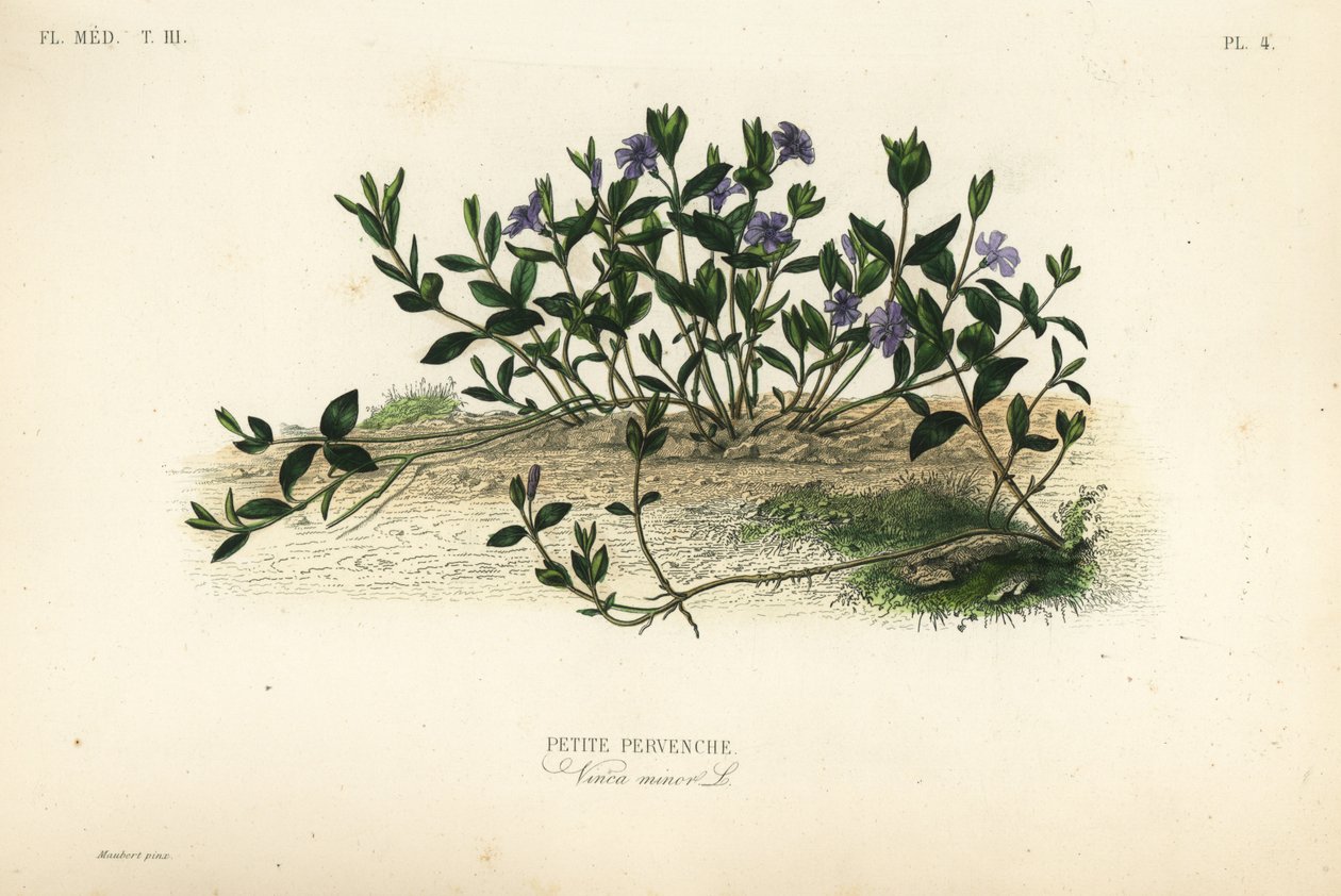 Pervinca menor, Vinca menor, Pervenche petite de Unbekannt