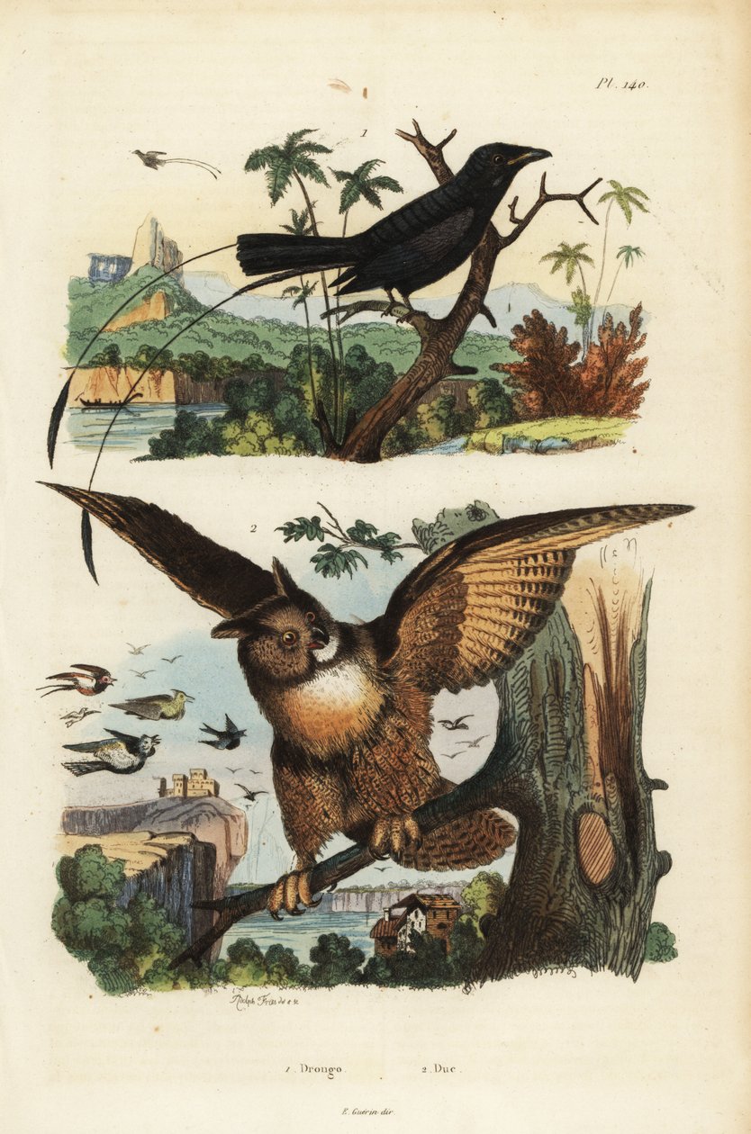 Drongo de cauda menor, Dicrurus remifer, e Águia-água da Eurásia, Bubo bubo de Unbekannt