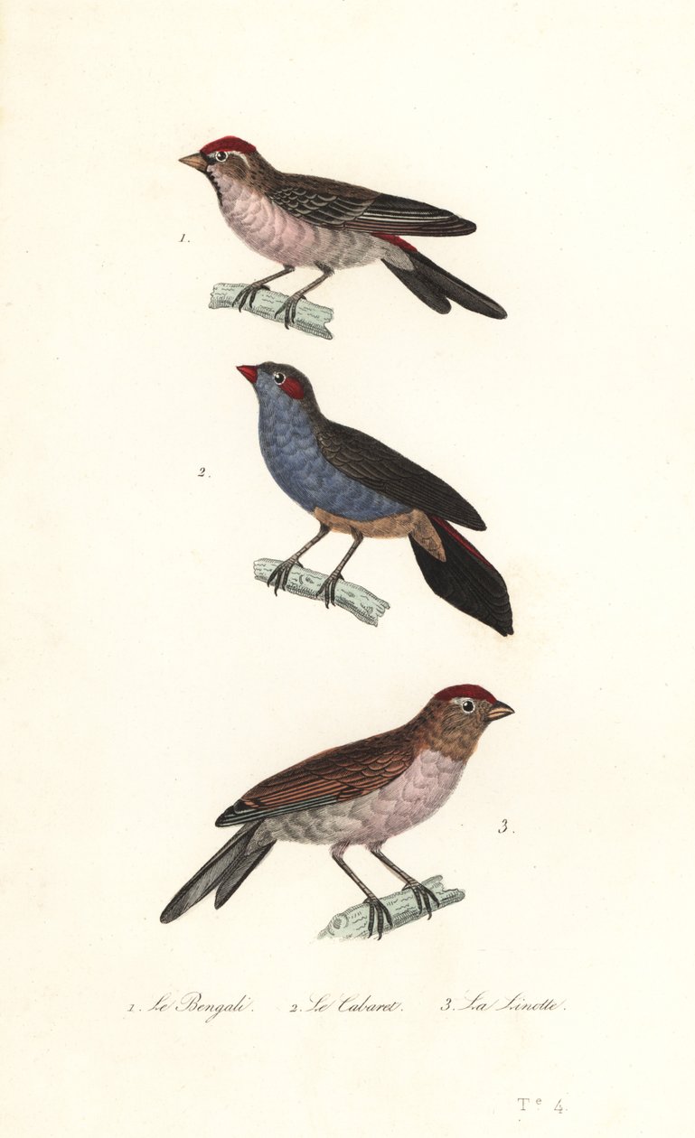 Redpoll menor, cordonbleu de bochechas vermelhas e linnet comum. de Unbekannter Künstler