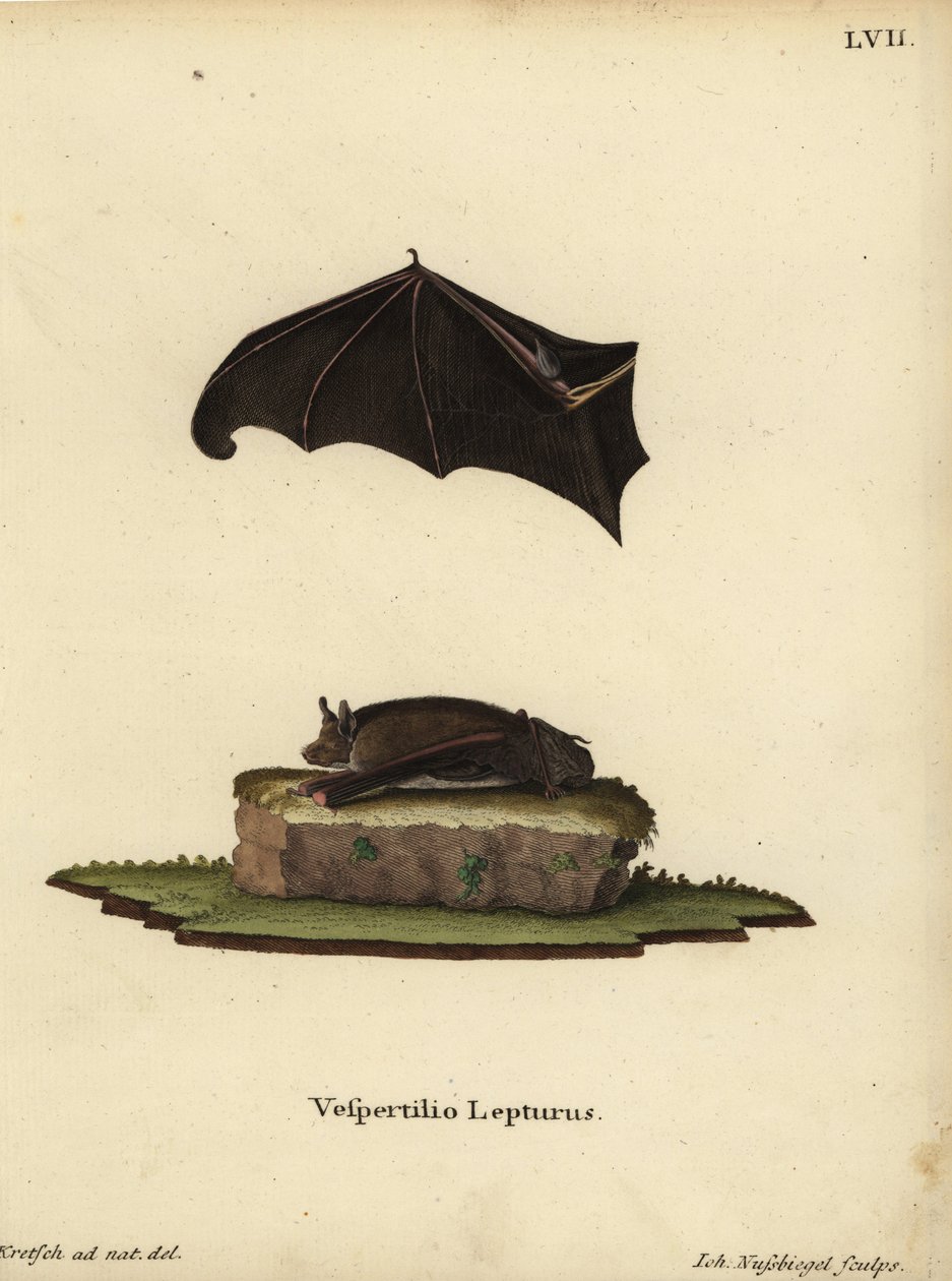 Morcego-de-asa-de-saco-pequeno, Saccopteryx leptura. Vespertilio lepturus. Gravura em chapa de cobre colorida à mão por Johann Nussbiegel a partir de uma ilustração da natureza por J.D. Kretsch das Animal Illustrations after Nature de Johann Christian Dani de Unbekannter Künstler