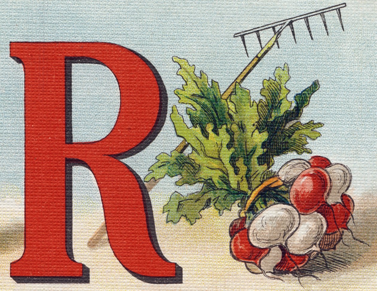 Letra R: ancinho, rabanete. Gravura em "Alfabeto de ma petite fille". Bernardin-Bechet e Fils, livreiro-editores, Paris, por volta de 1895. Álbum inquebrável em lona. Bibliotheque des babes. 12 páginas. Álbum contendo um método de leitura e uma ilustração  de Unbekannt