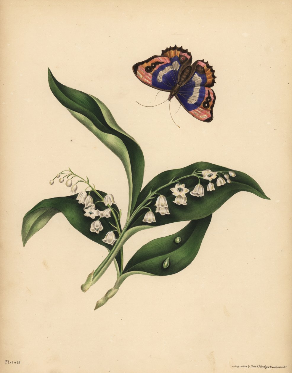 Lírios do Vale, Convallaria majalis, Pureza e retorno da felicidade; A Borboleta Imperador Púrpura, Apatura iris, Imortalidade da alma de Unbekannt