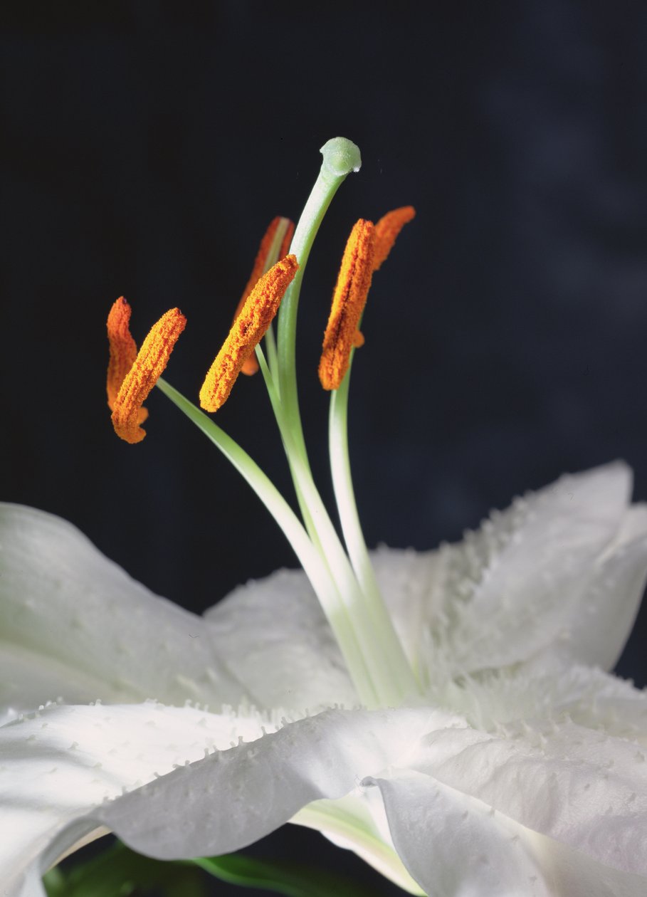 Lily Stamens, 2001 (foto) de Unbekannter Künstler