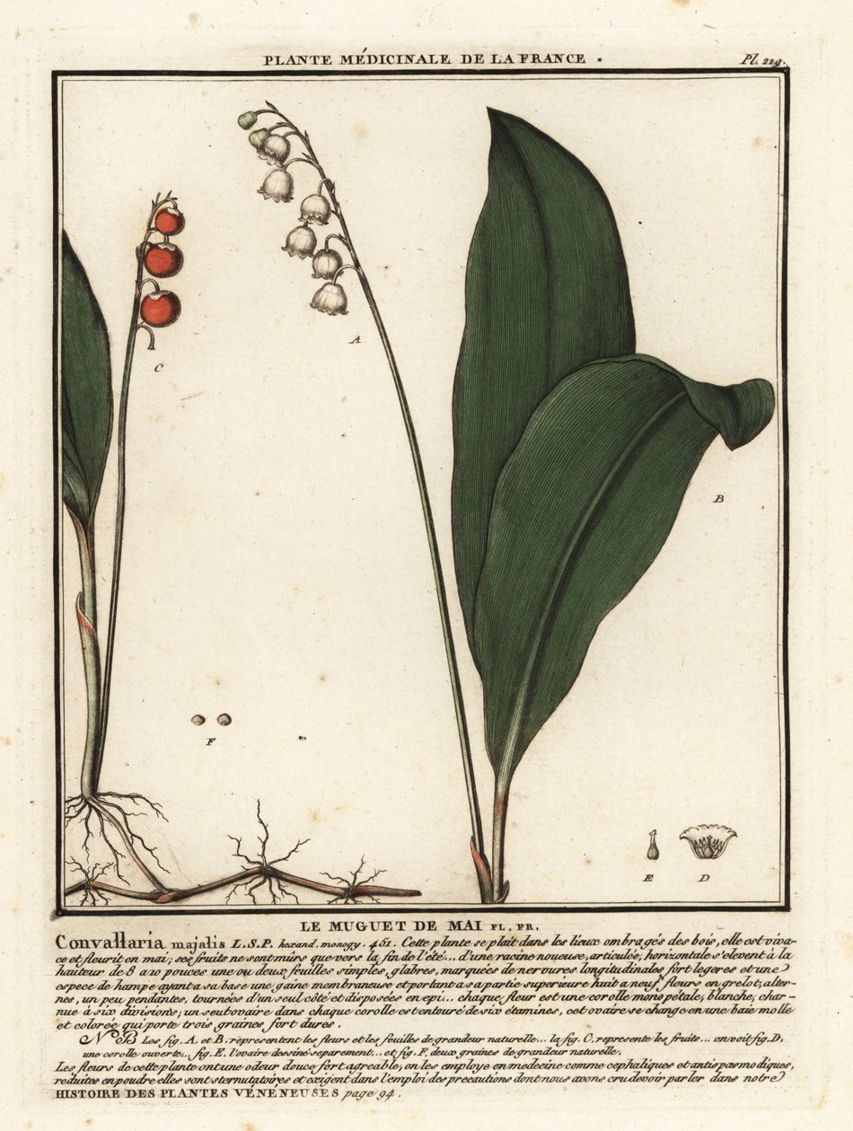 Lírio do vale, Convallaria majalis. de Unbekannter Künstler