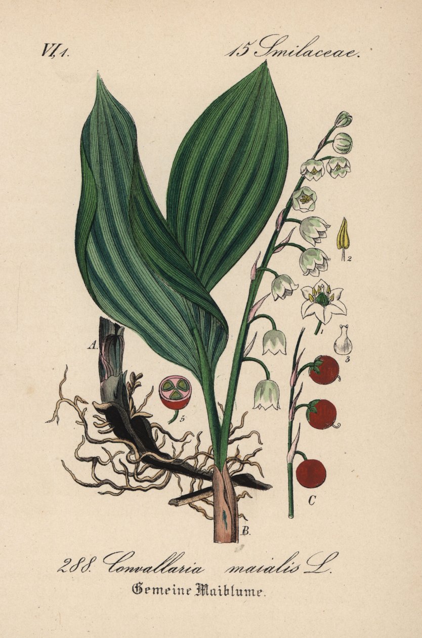 Lírio-do-vale, Convallaria majalis. Litografia colorida à mão da Flora alemã (Flora von Deutschland) de Diederich von Schlechtendal, Jena de Unbekannter Künstler