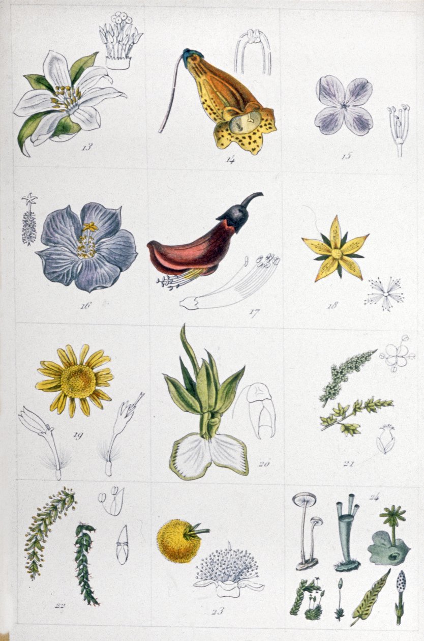 Sistema de linho, c.1850 (gravura) de Unbekannter Künstler