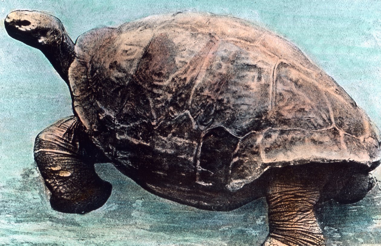 Viver no mar de Unbekannter Künstler