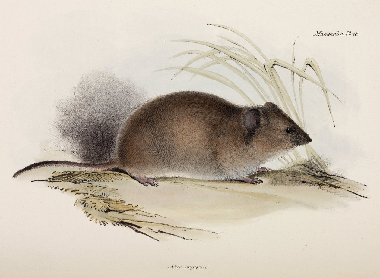 Rato de pêlo comprido ou de peste, Austrália, c 1832-1836 de Unbekannter Künstler