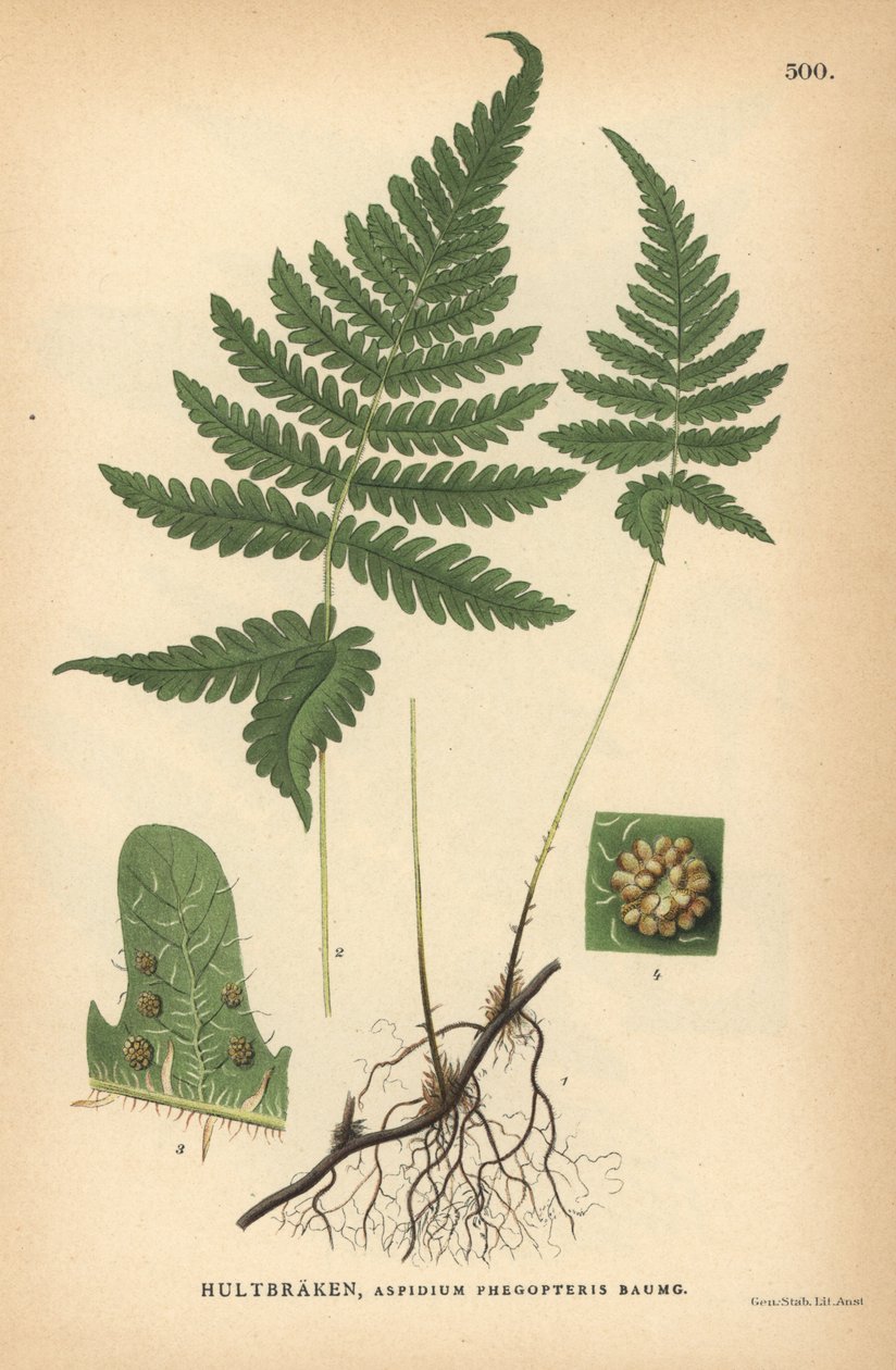 Feto de faia longo, Phegopteris connectilis de Unbekannter Künstler