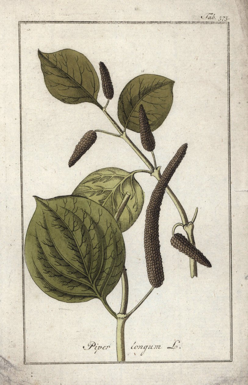 Prato de pimenta longa (Piper longum). Litografia de "Afbeelding der Artseny-Gewassen" de Johannes Zorn (1739-1799), Países Baixos de Unbekannter Künstler