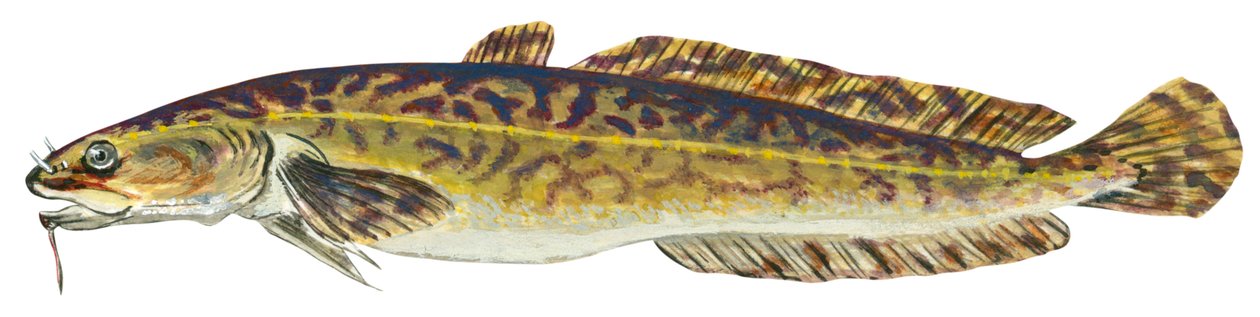 Lotte - Burbot (Lota lota) de Unbekannter Künstler