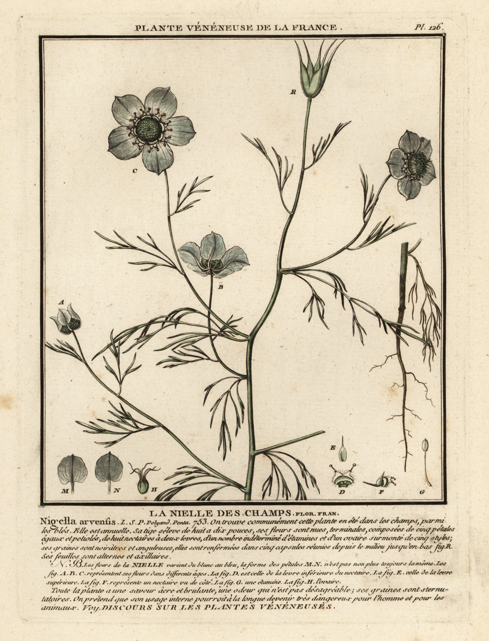 Love-in-a-mist. Nigella arvensis. de Unbekannter Künstler