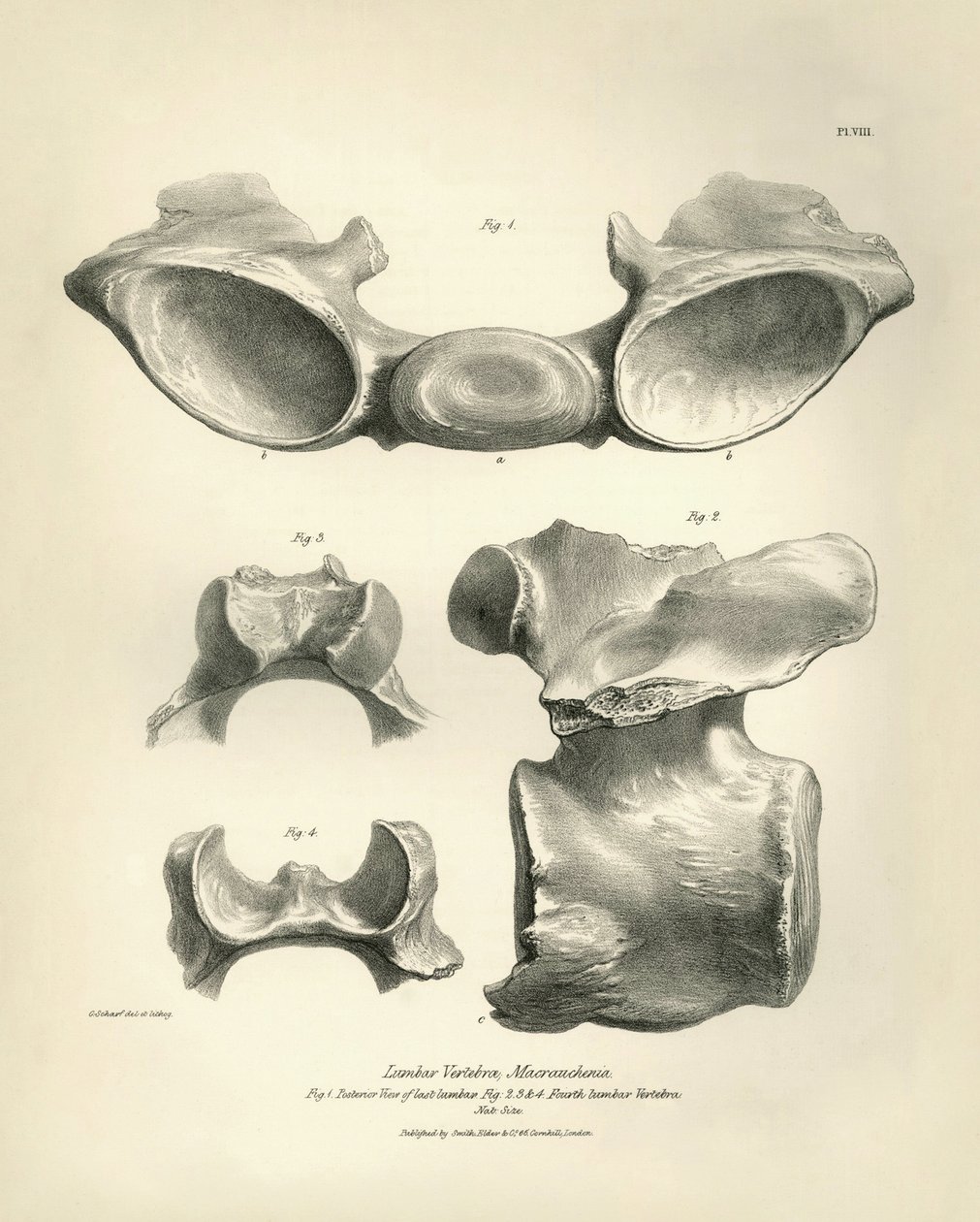 Vértebra lombar de Macrauchenia, um animal pré-histórico, encontrado por Charles Darwin durante a sua viagem de exploração a bordo do Beagle. The Zoology of the voyage of H.M.S. Beagle under the command of Captain Fitzroy during the years 1832 to 1836 edit de Unbekannter Künstler
