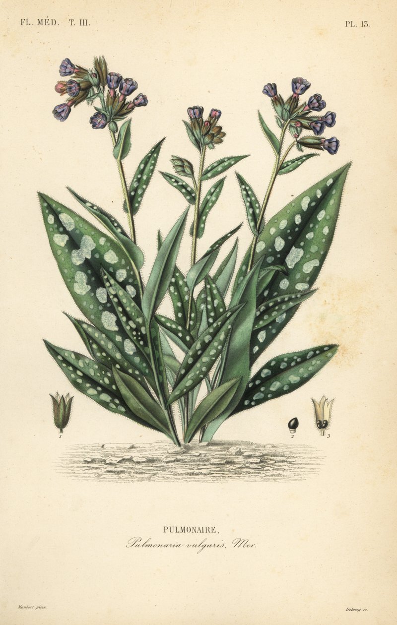 Lungwort, Pulmonaria officinalis, Pulmonaria vulgaris, Pulmonaire de Unbekannt
