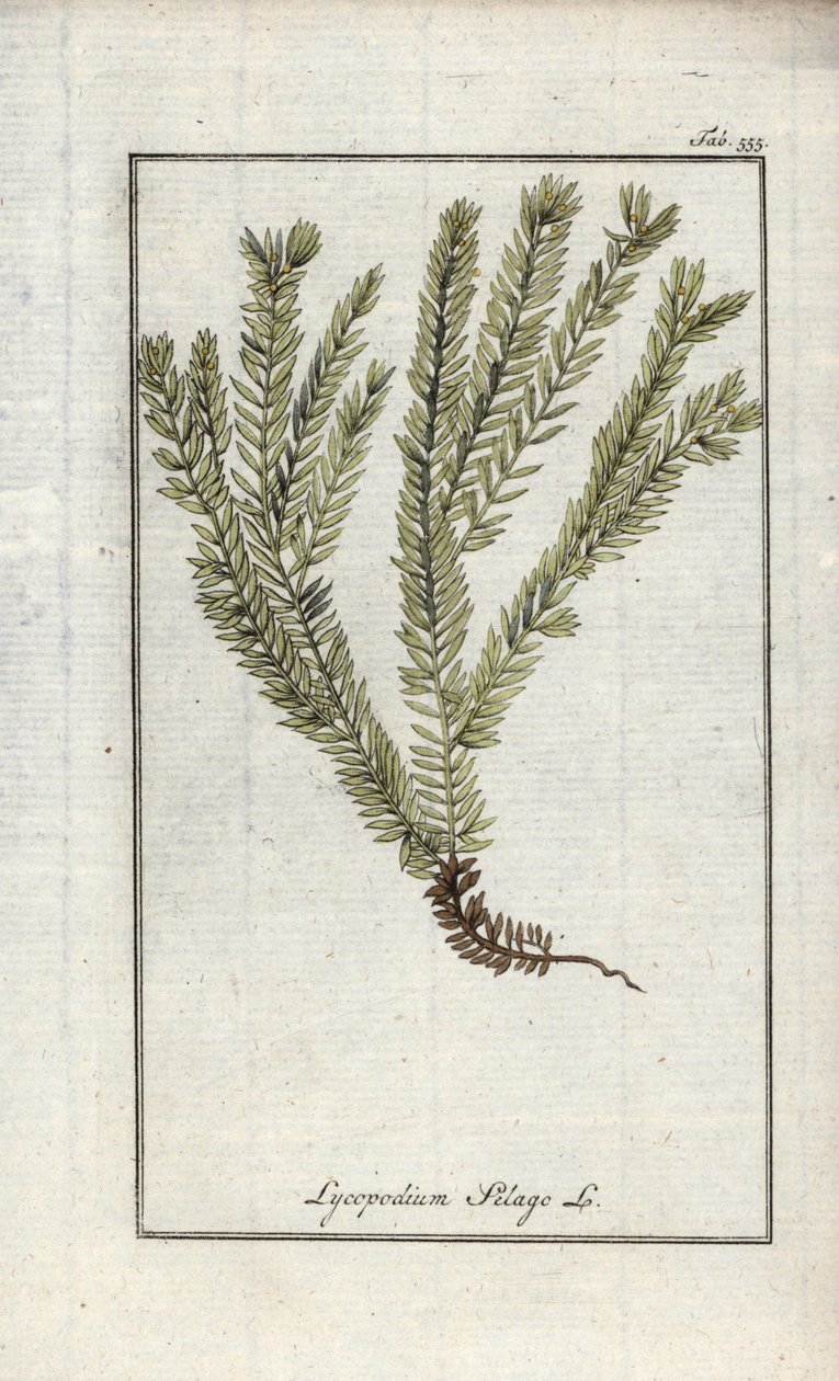 Licopódio em tacos ou licopódio oficial (Lycopodium clavatum). Litografia de "Afbeelding der Artseny-Gewassen" de Johannes Zorn (1739-1799), Países Baixos de Unbekannter Künstler